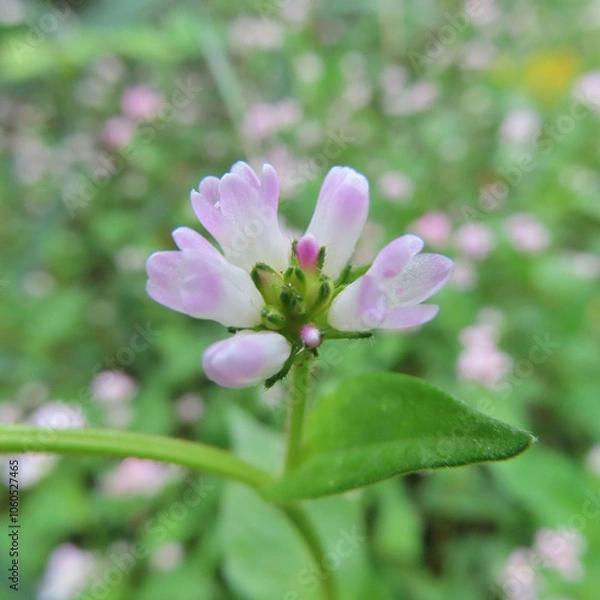 Fototapeta 日本で秋にミゾソバがピンク色の花を咲かせています