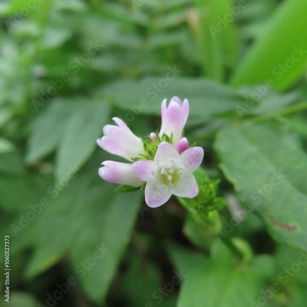Fototapeta 日本で秋にミゾソバがピンク色の花を咲かせています