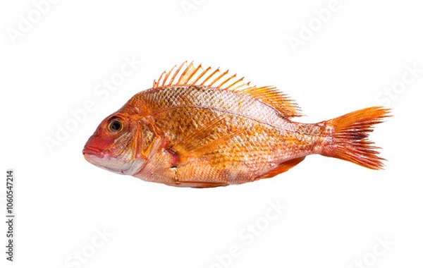 Obraz siamese fighting fish