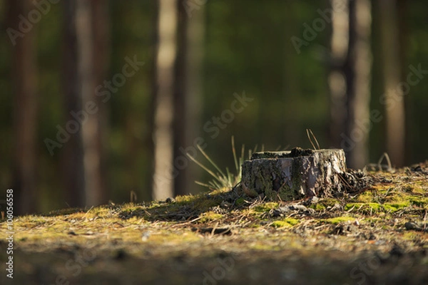 Obraz Dry Stump in Forest