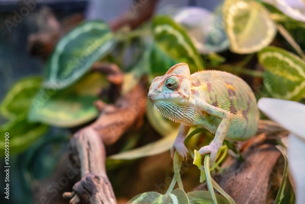 Obraz Portrait of a green chameleon on a branch of a tropical plant. Unusual pets. Keeping lizards in a terrarium.