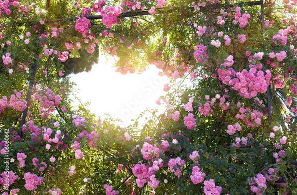 Obraz clusters of bush roses hang down at a fencing