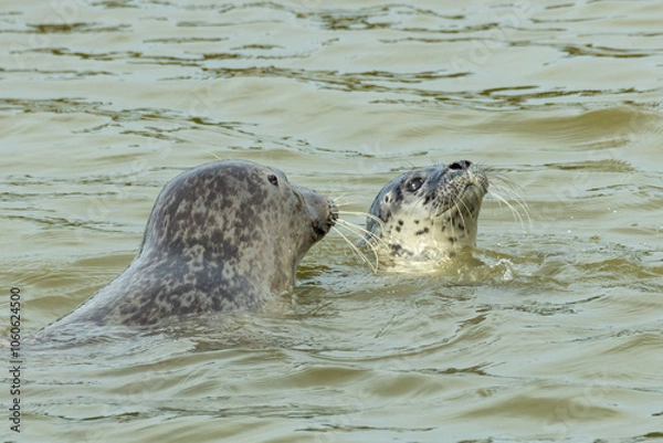 Obraz Phoques veaux-marins (Phoca vitulina)
