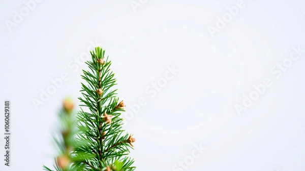 Fototapeta single coniferous branch with brown buds