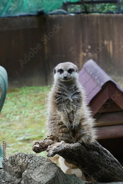 Obraz ミーアキャット