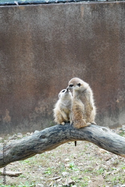 Obraz ミーアキャット