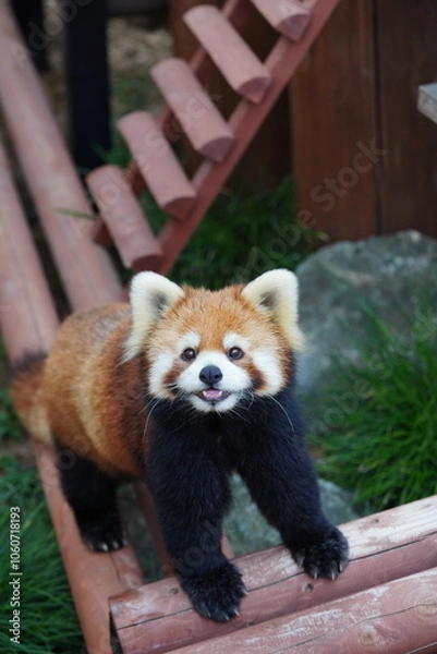 Obraz レッサーパンダ
