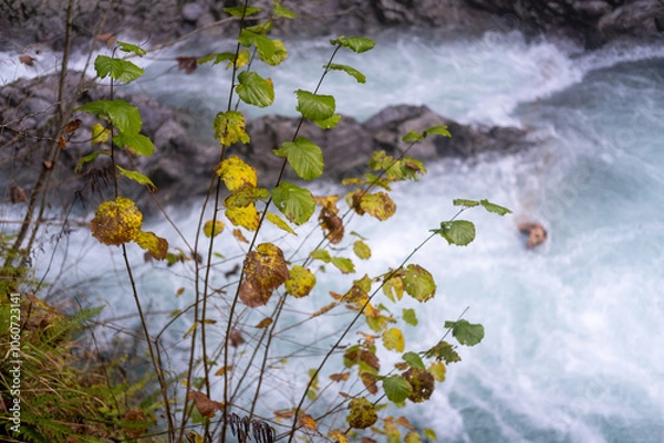 Obraz Mountain river gorge with plants and trees 