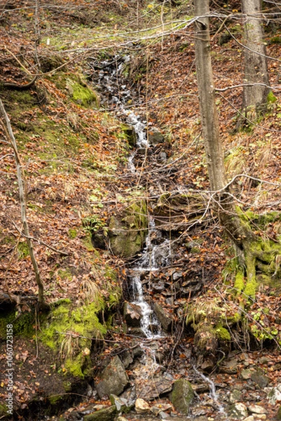 Obraz Mountain river gorge with plants and trees 