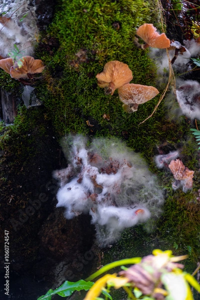 Obraz mushrooms in the forest 