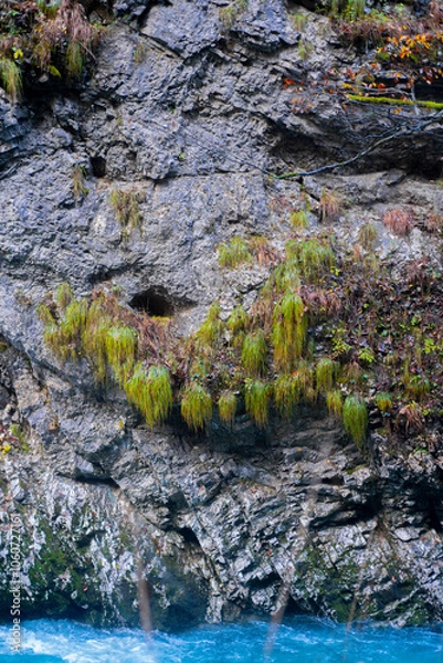 Obraz Mountain river gorge with plants and trees 
