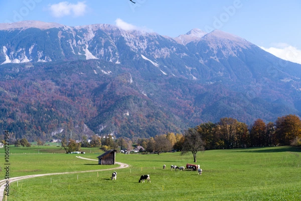 Obraz a field with cow with mountains 