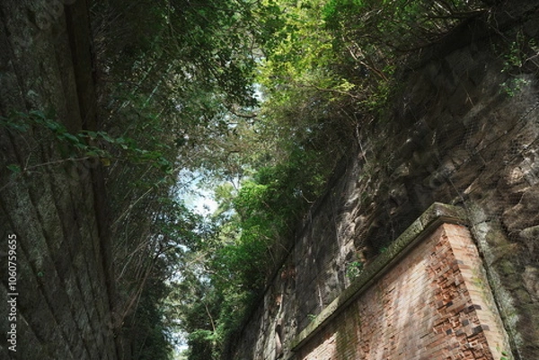 Obraz 自然豊かな猿島の景色を見上げる