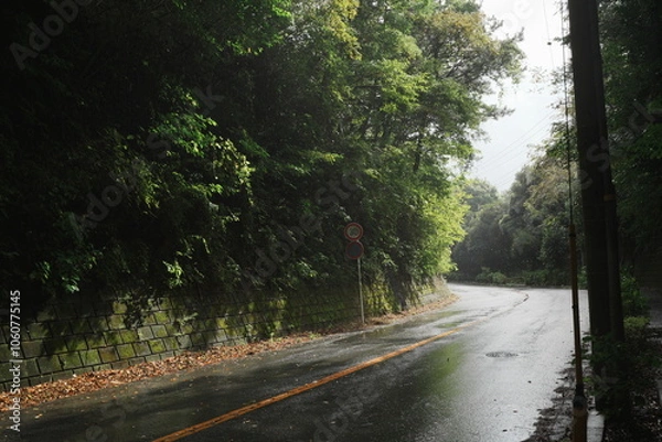 Obraz 夕立に見舞われた緑に囲まれた道路