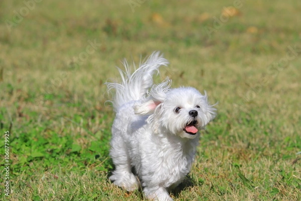 Fototapeta running white