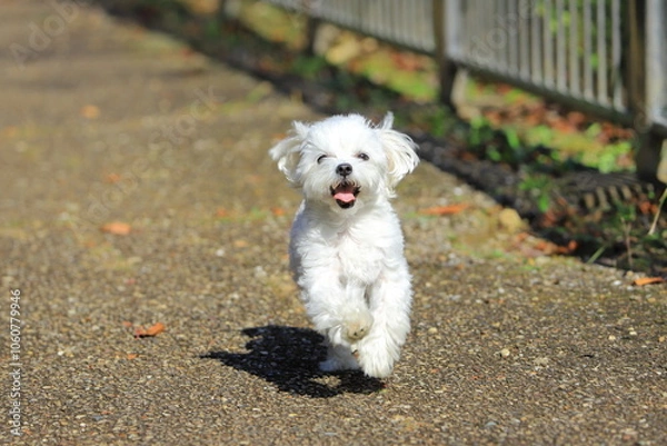 Fototapeta running white