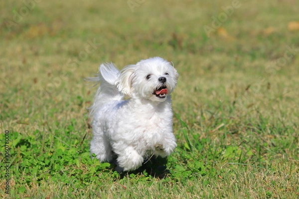 Fototapeta white dog