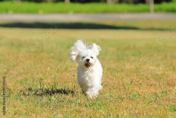 Fototapeta running white