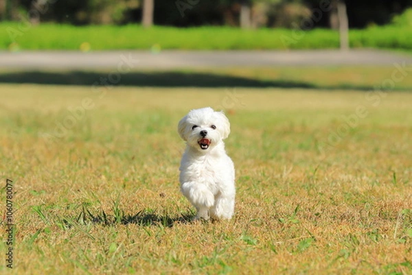Fototapeta running white