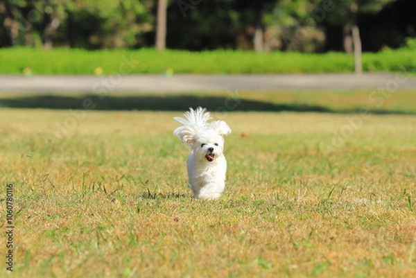 Fototapeta running white