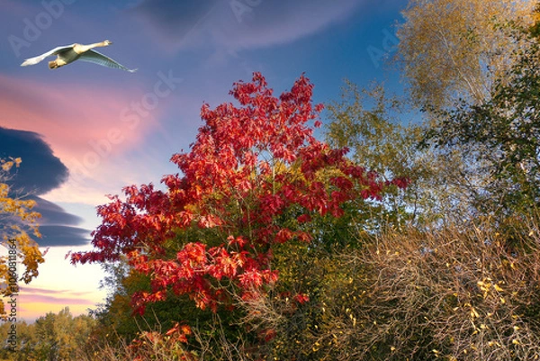 Obraz autumn landscape with trees