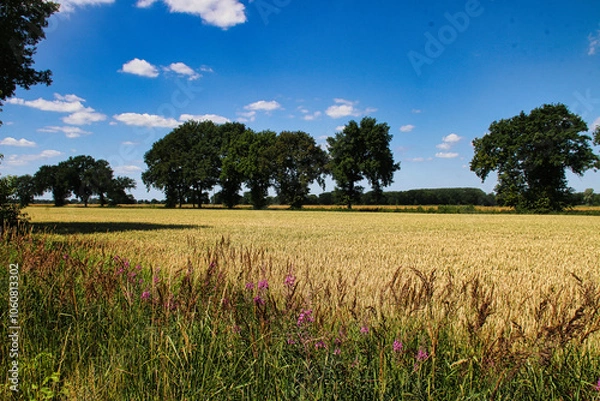 Obraz wheat field and sky