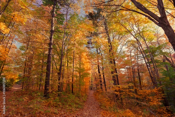 Obraz amazing,beautiful inviting, majestic view of autumn forest at sunset time
