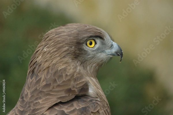 Fototapeta circaète