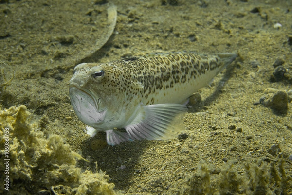 Fototapeta The starry weever, or streaked weever (Trachinus radiatus) is a fish of the family Trachinidae