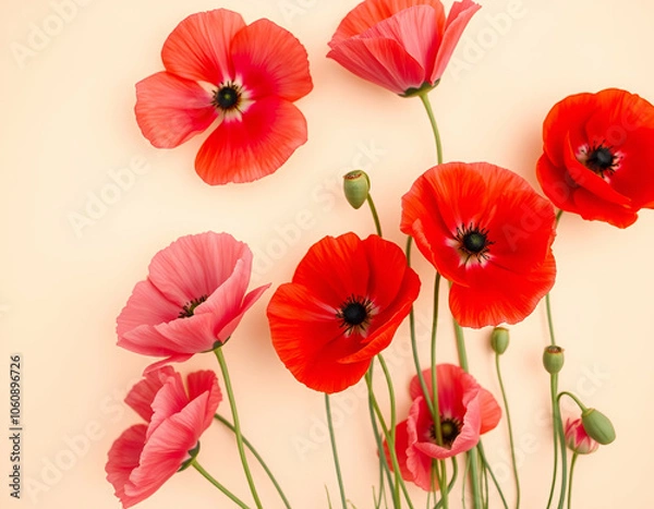 Fototapeta red poppies isolated on white