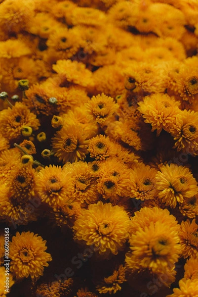 Obraz Flores Amarillas