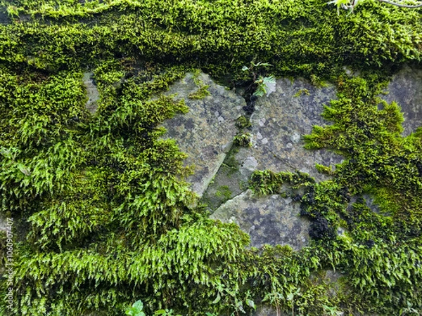 Fototapeta Stone Wall With Moss Background Texture