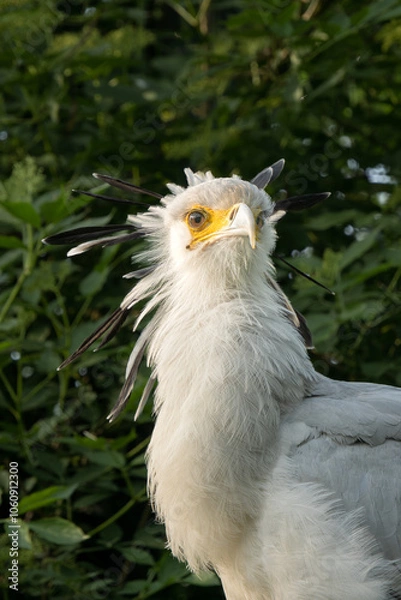 Obraz Portrait of a Sagittarius messenger bird, also known as a serpent, close-up profile