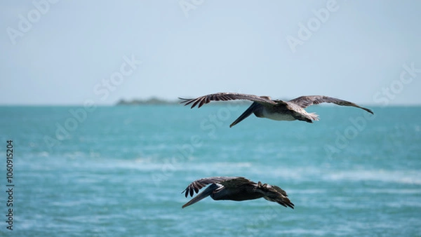 Fototapeta Two seagulls flying in the sky