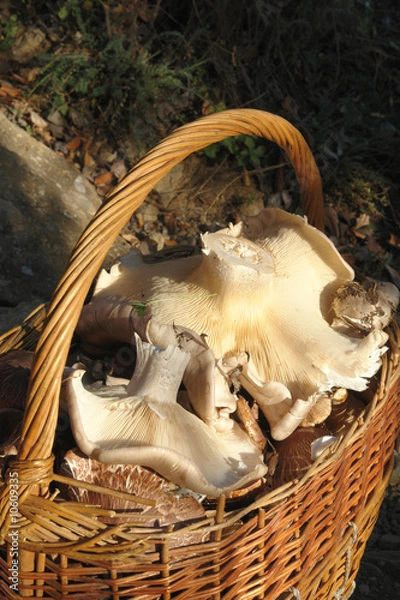 Obraz mooshrooms in basket