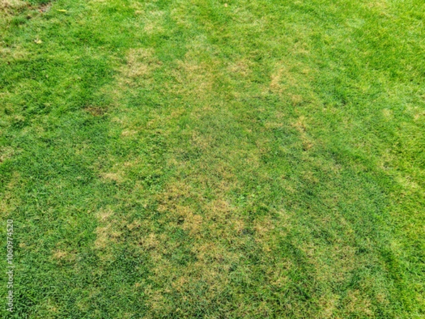 Obraz Green grass with patches showcasing healthy and dry areas, ideal for landscaping and garden design projects.