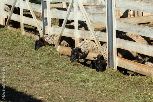 Fototapeta Овчарня