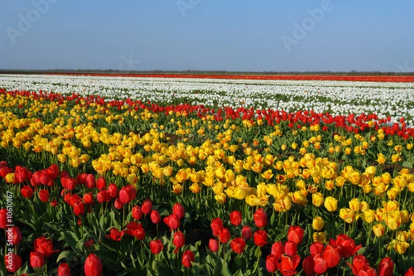 Obraz tulips-farm-2