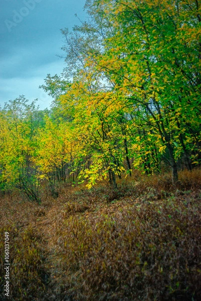 Fototapeta Landscape photography on the field with big and smooth clouds in the sky,Stormy weather on the picture.Big blue clouds iver the forest nd field, morning landscape in the woodlands.Aurumn blue hour,
