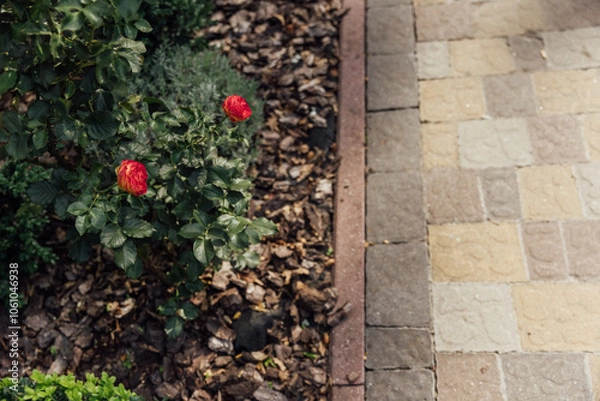 Fototapeta Beautiful summer garden with a walkway winding its way through