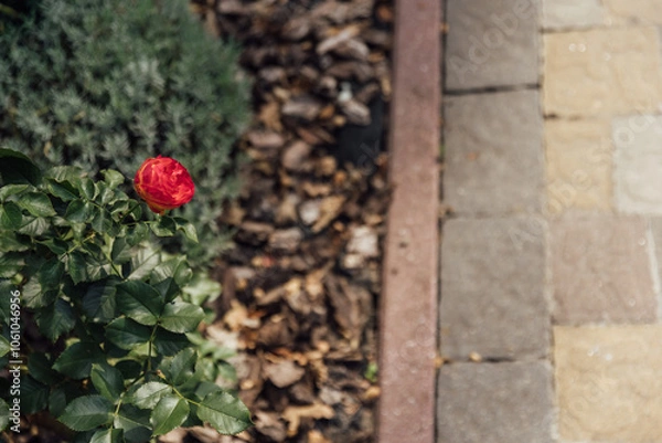 Fototapeta Beautiful summer garden with a walkway winding its way through