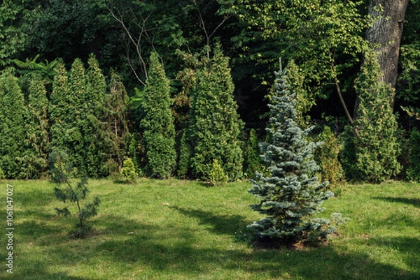 Fototapeta Beautiful summer garden with a walkway winding its way through