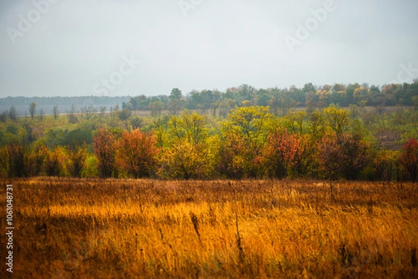 Fototapeta Foggy in the forest,autumn morning .Photo in the rainy and foggy weather, beautiful landscape photo, yellow and red colors .Clouds in the sky,mystery nature.Fog over the forest . Beautiful wild place