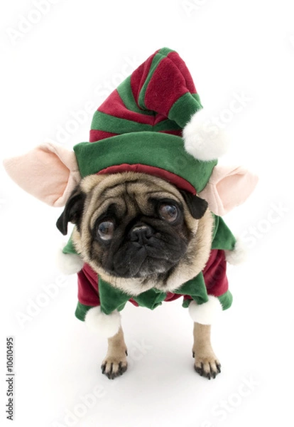 Fototapeta Isolated Elf Pug