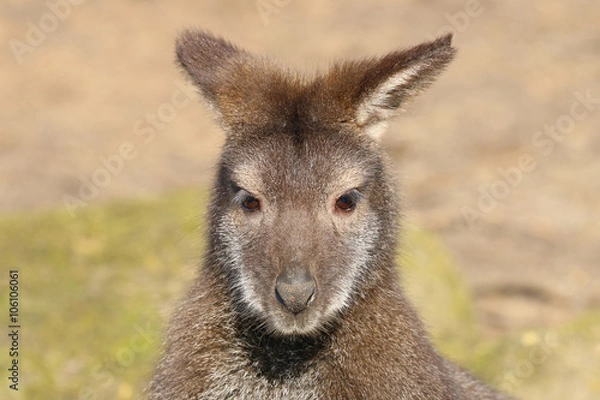 Obraz Bennets Wallaby