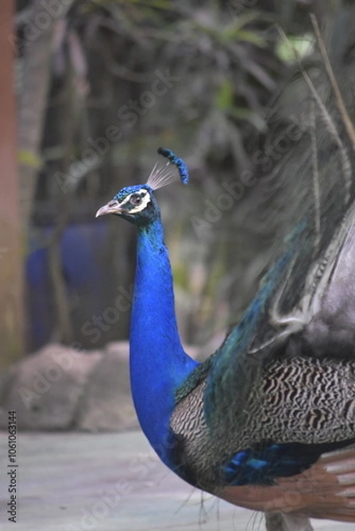 Fototapeta Wonderful and beautiful Peacock or Pavo cristatus displaying its colorful tail feathers. The green peafowl (Pavo muticus) or Indonesian peafowl or Java Green Peacock (Pavo muticus) potrait.