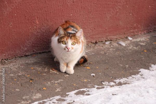 Obraz Scared tortoiseshell cat outdoors in winter