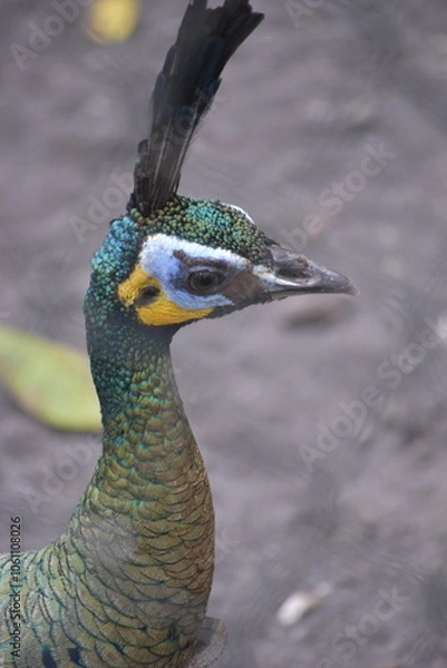 Fototapeta Wonderful and beautiful Peacock or Pavo cristatus displaying its colorful tail feathers. The green peafowl (Pavo muticus) or Indonesian peafowl or Java Green Peacock (Pavo muticus) potrait.