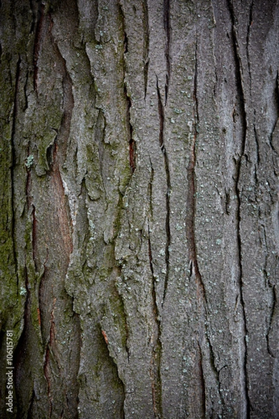Obraz old tree bark