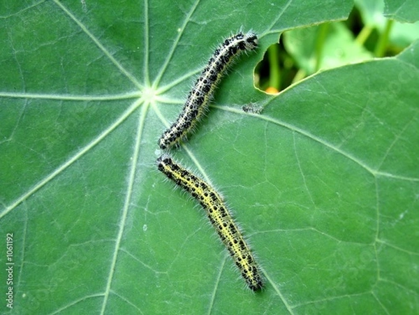 Obraz caterpillars